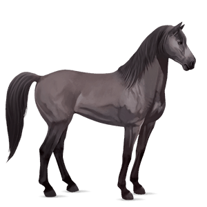 riding horse mustang dapple grey