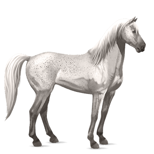 riding horse mustang cremello