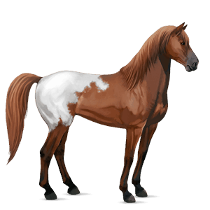 riding horse brumby chestnut