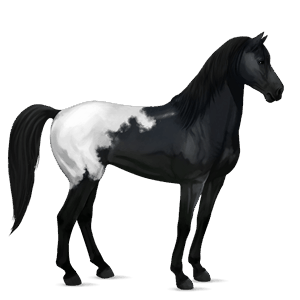 riding horse mustang black