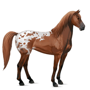 riding horse mustang roan