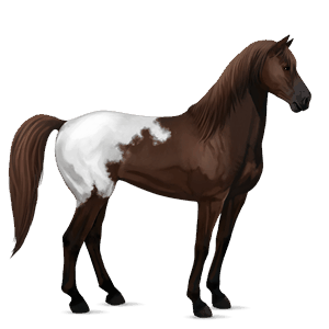 riding horse mustang cremello