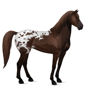 riding horse mustang liver chestnut spotted blanket