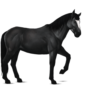 riding horse mustang dun