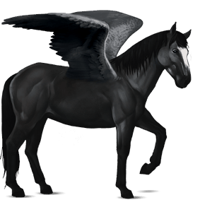 riding pegasus thoroughbred black