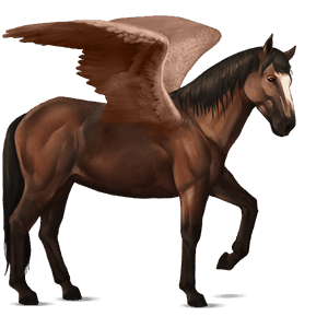 riding pegasus nokota black overo