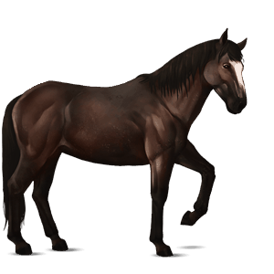 riding horse arabian horse black