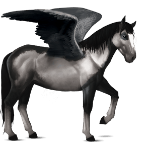 riding pegasus nokota black overo