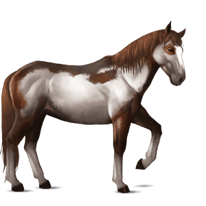 riding horse roan