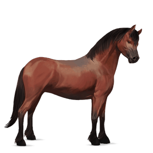 pony australian pony cherry bay