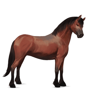 pony welsh dark bay