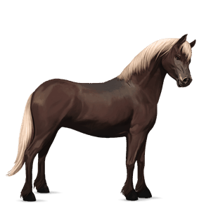 pony shetland dapple grey