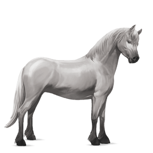 pony welsh light grey