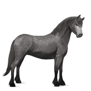 pony australian pony dapple grey