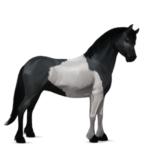 pony connemara dapple grey