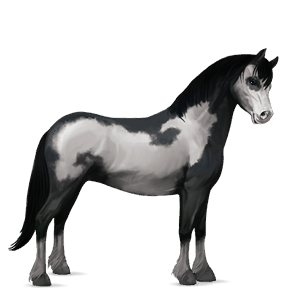 pony newfoundland pony chestnut