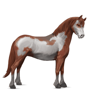 pony highland pony light grey