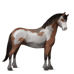 pony australian pony light grey