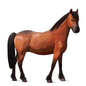 pony kerry bog chestnut