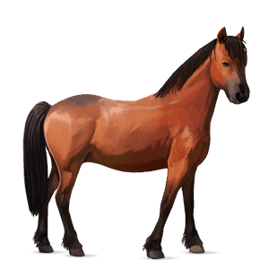 pony australian pony liver chestnut
