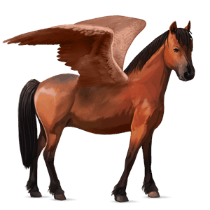 pegasus pony welsh cherry bay