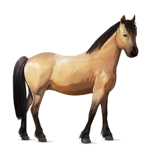 pony australian pony dun