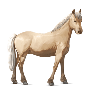 pony connemara palomino