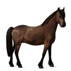 pony dark bay