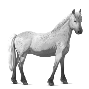 pony australian pony fleabitten grey