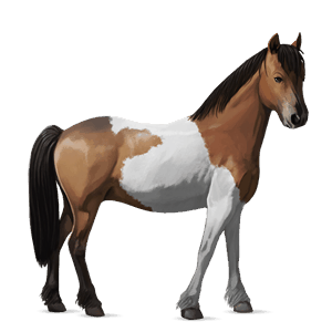 pony welsh dark bay