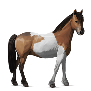 pony welsh light grey