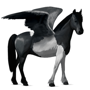pegasus pony welsh black