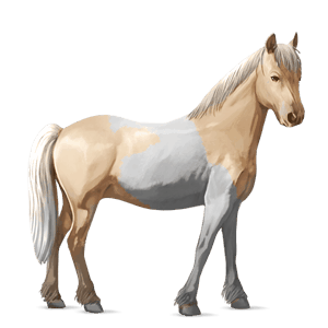 pony australian pony black