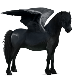 pegasus pony connemara black