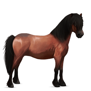 pony belgian riding pony bay