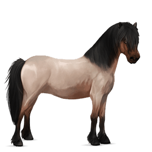 pony welsh dark bay