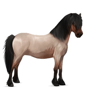 pony shetland cherry bay