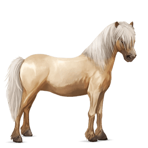 pony shetland palomino