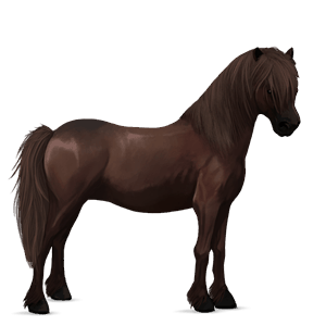 pony newfoundland pony liver chestnut