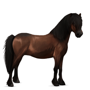 pony shetland dark bay
