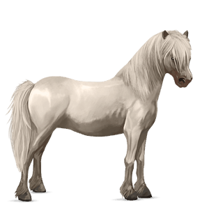 pony australian pony light grey