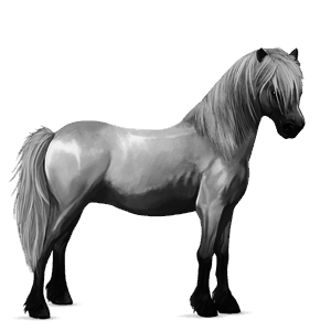 riding horse arabian horse fleabitten grey
