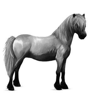 pony highland pony light grey