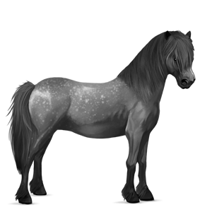 pony newfoundland pony dapple grey