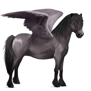pegasus pony black tobiano