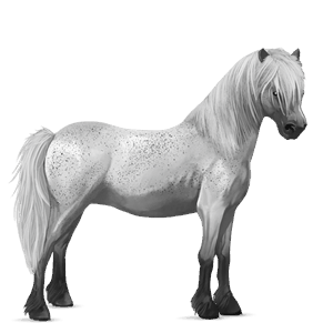 pony dapple grey