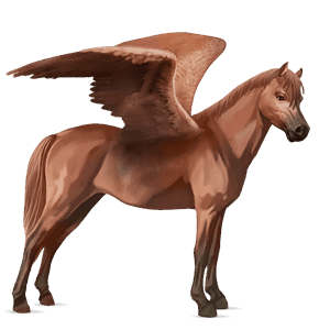 pegasus pony belgian riding pony chestnut