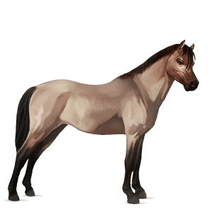 pony belgian riding pony dark bay