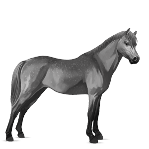 pony belgian riding pony dapple grey