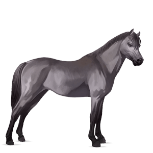 pony fjord gra